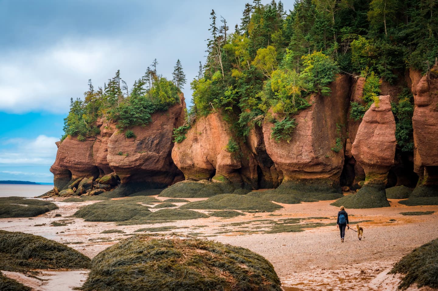 Hopewell Rocks at low tide with a person walking a dog along the beach in New Brunswick.