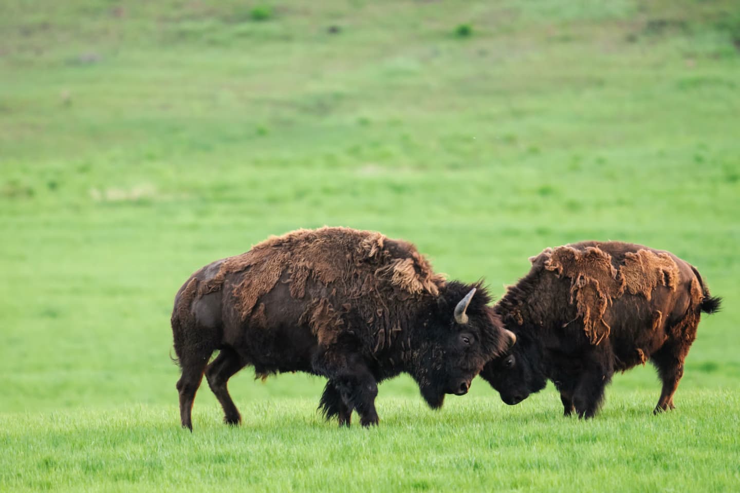 Two bison butting heads on a grassy field in Saskatchewan.