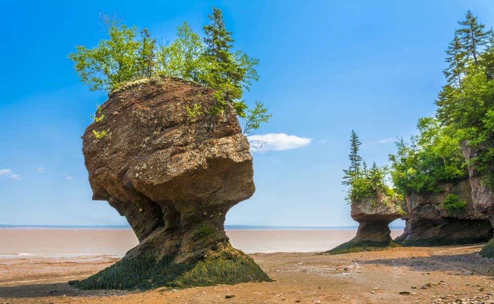 Unique rock formations known as the Hopewell Rocks at low tide, covered with trees in the Bay of Fundy.