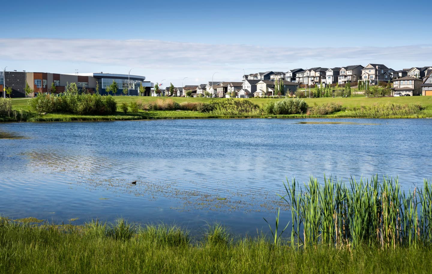 Lake with grassy shoreline in Airdrie, with residential houses and buildings in the background.