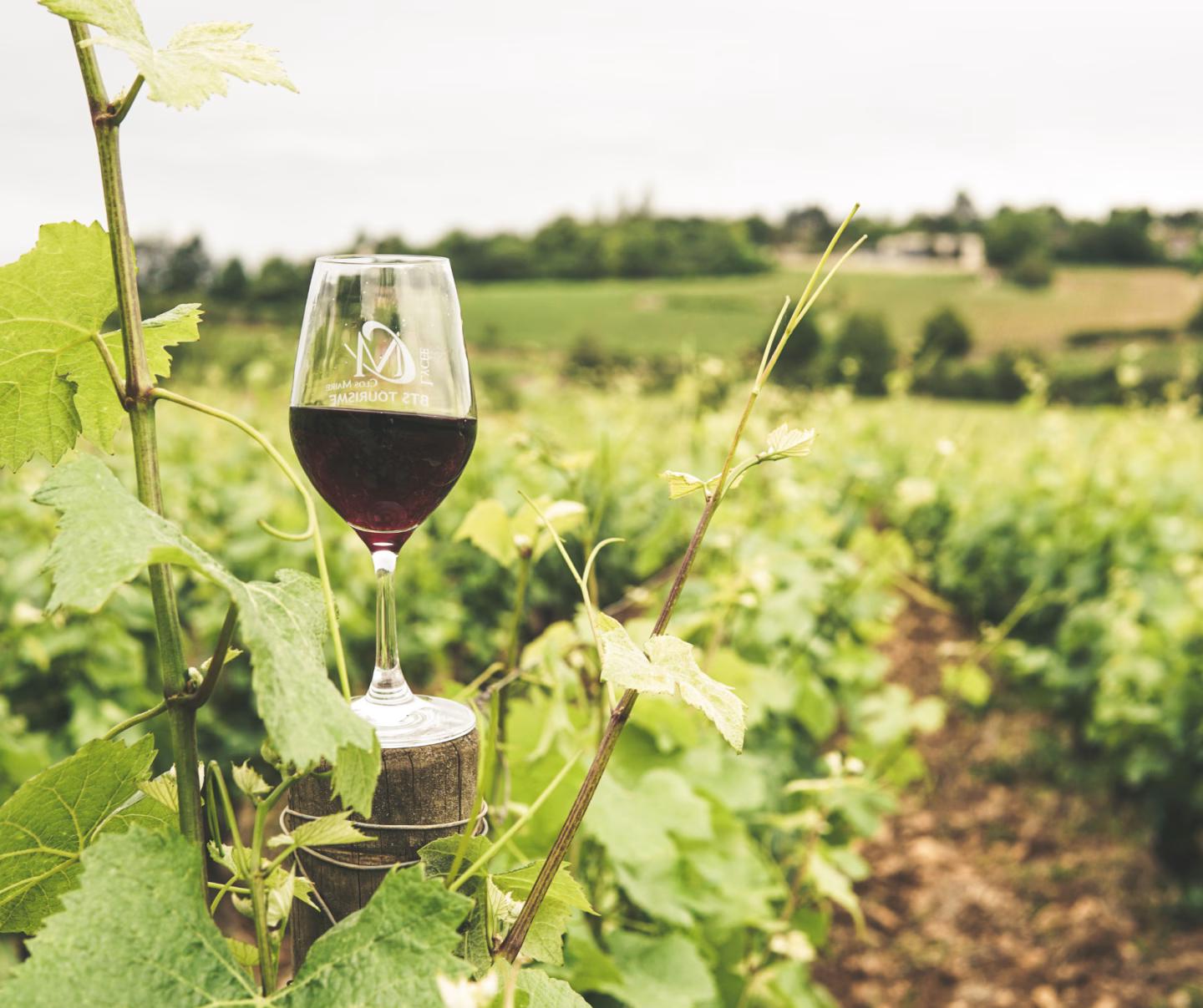 A glass of red wine sits on a post in the middle of a vineyard, with lush green vines and rolling hills in the background.