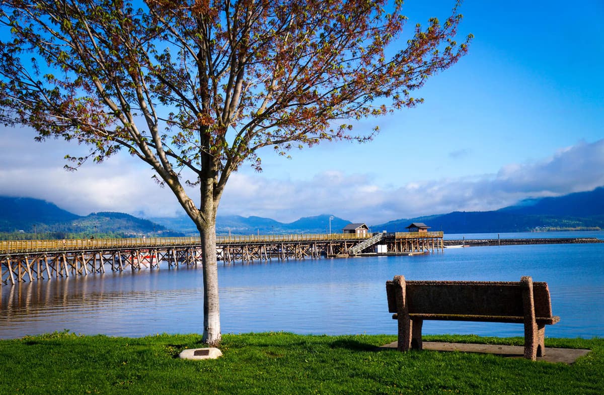 Bench and tree overlooking the waterfront and pier in Salmon Arm, British Columbia.